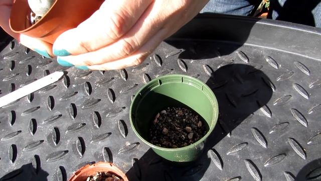Re Potting My Lophophora Williamsii Cactus Seedlings - The Peyote Cacti