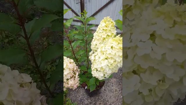 Геркулес!💪💪💪 смотреть онлайн