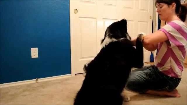 Baxter's Tricks 2 смотреть онлайн