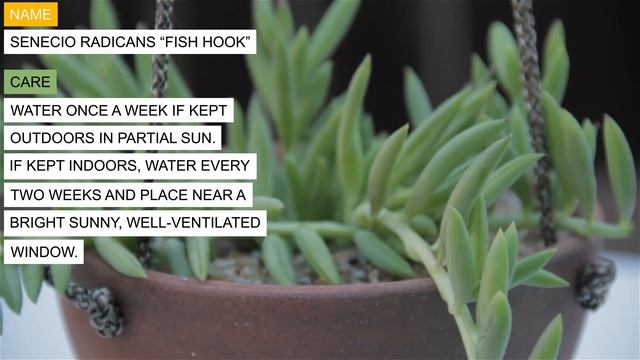 Senecio radicans “Fish Hook” смотреть онлайн