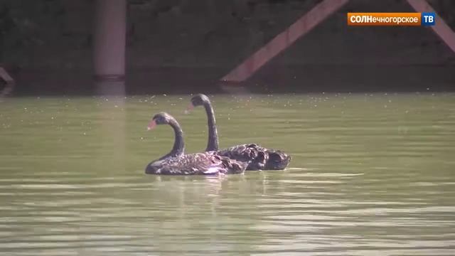 В «Добромыслях» разводят лошадей верховой породы смотреть онлайн