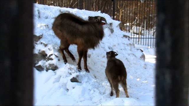 Гималайские тары. 07.03.21 г. смотреть онлайн