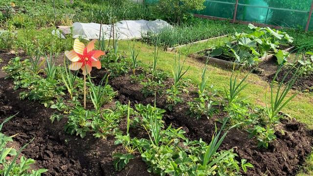 Дачные зарисовки в зоне рискованного земледелия. смотреть онлайн