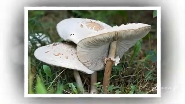 Chlorophyllum molybdites - fungi kingdom смотреть онлайн