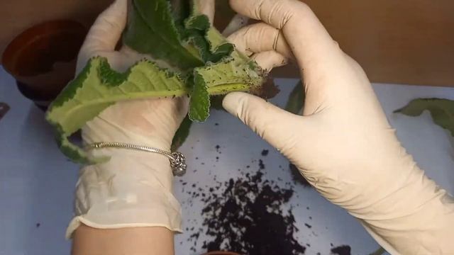 Стрептокарпус опустил листья и не реагирует на подкормку смотреть онлайн