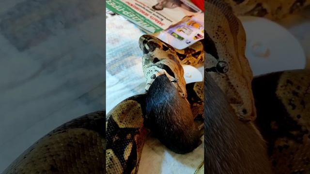 Твоя бывшая глотает без регистрации и смс или Императорский удав ест крысу.(Полное видео) смотреть онлайн