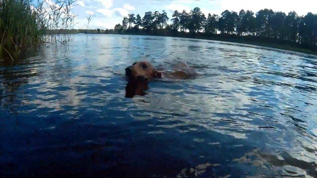 Заволжск. Один день лета Таксы Нюшки смотреть онлайн