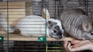 Домик для шиншиллы (клетка или витрина).  Что должно быть в клетке у шиншиллы.