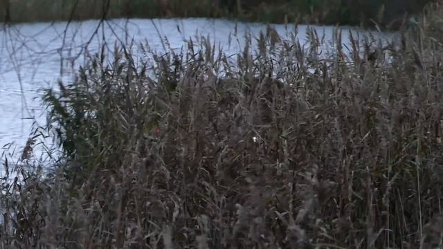 Со стороны это выглядело невозможным ХИЩНИК берет точку в озере ГАПЛЫК ТРОФИ 2017 off road 4x4 смотреть онлайн