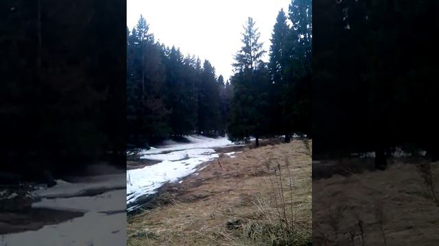 Выгул пса. Лес рядом... смотреть онлайн