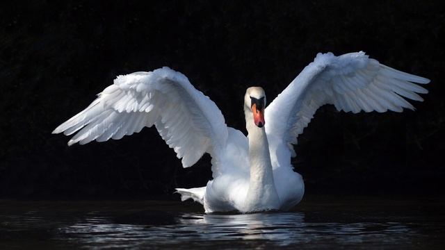 Путь Лебедя - Радей Сиян (Гриф 6) смотреть онлайн