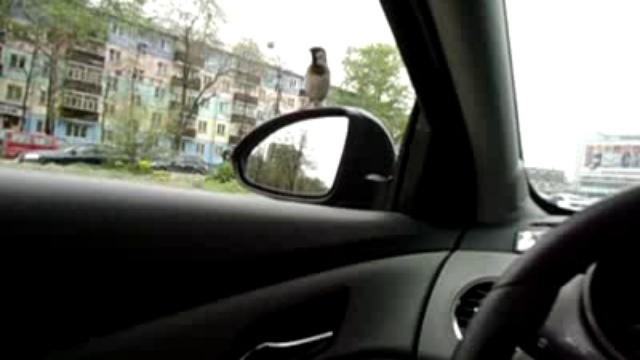 Воробей-наглец смотреть онлайн