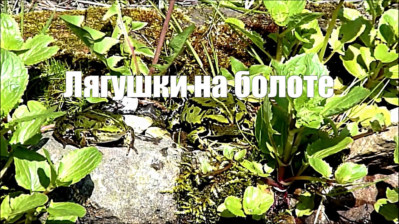 Лягушки на болоте квакают. 2 часа звука для сна