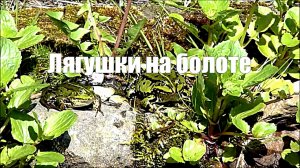Лягушки на болоте квакают. 2 часа звука для сна