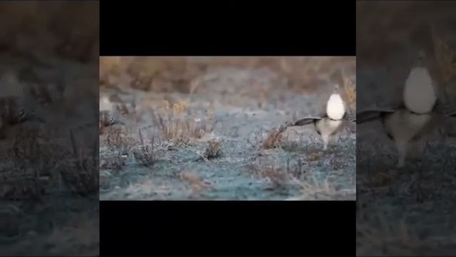 А я не знал что животные танцуют смотреть онлайн