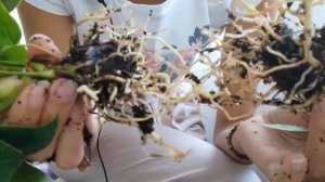 Как черенковать антуриум. Деление взрослого растения на несколько.