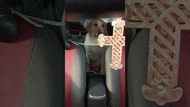 Лабрадор в машине смотреть онлайн