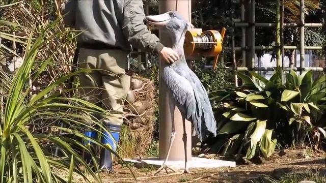 Shoebill being pet смотреть онлайн