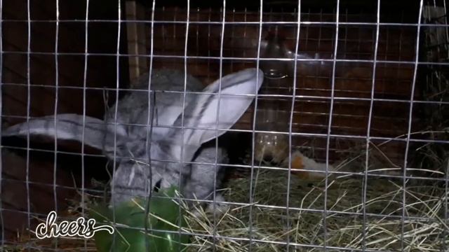 Наши кролики ночью 😃 смотреть онлайн