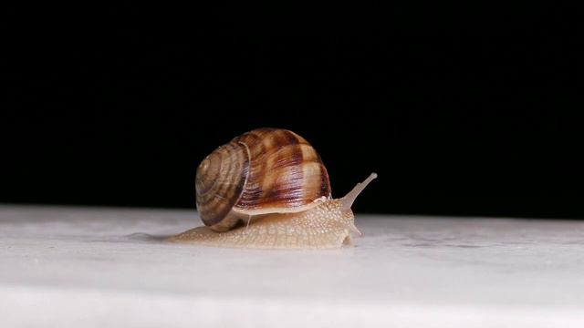 Африканская дикая природа и звуки диких животных смотреть онлайн