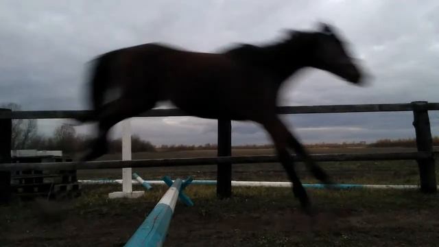 Конная тренировка|Тоша молодец|Конкур! смотреть онлайн