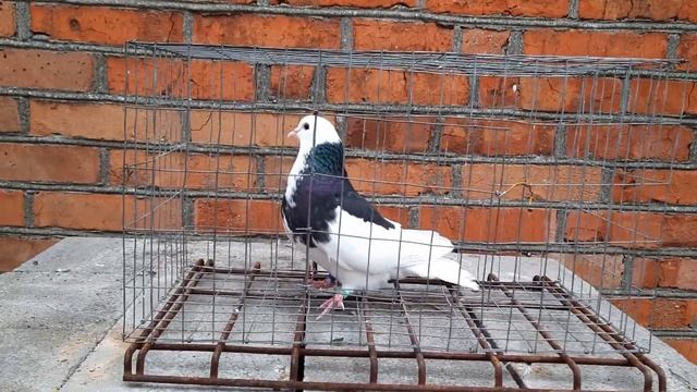 Пермские голуби. Голубка.Суперлётная.ХЕЙТЕРАМ смотреть онлайн