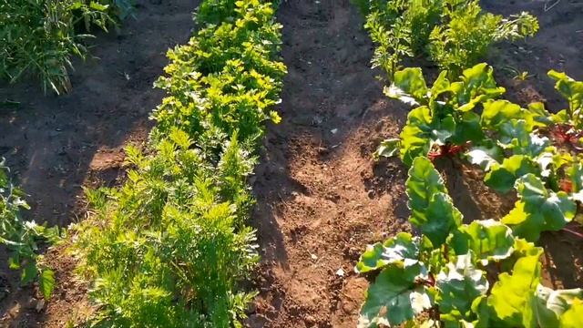 Готовлю Ужин/ПЛАНЫ на 3 Дня/Мой УРОЖАЙ/Как Вечер, Дети От Меня не Отходят??/22.07.21 смотреть онлайн