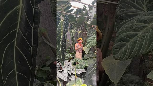 Alocasia Megalodon เจ้ายักษ์ใหญ่ประจำสวน смотреть онлайн