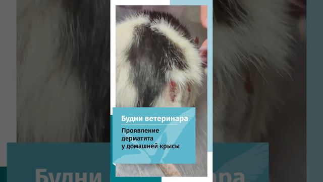 Дерматит у крысы смотреть онлайн