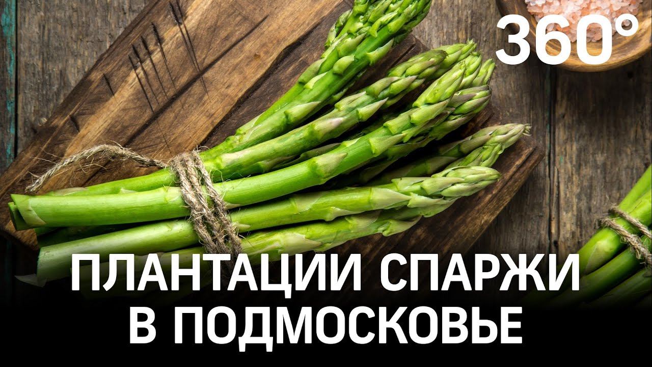Как растёт спаржа, где её продают и что из неё можно приготовить? смотреть онлайн