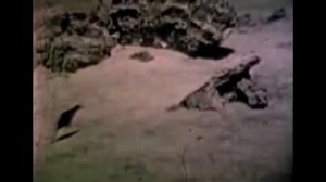 10 Последних Фото и Видео Вымерших Животных. Зомби Чез