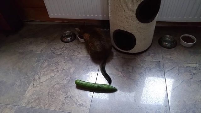 Кот и кошка не боятся огурца! смотреть онлайн
