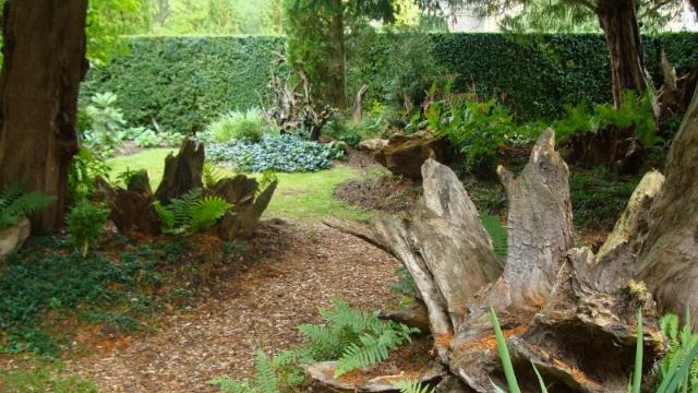 РУТАРИЙ — "ДИКАЯ СКАЗКА В САДУ" / ПНИ И КОРЯГИ / wild fairy tale in the garden ? смотреть онлайн