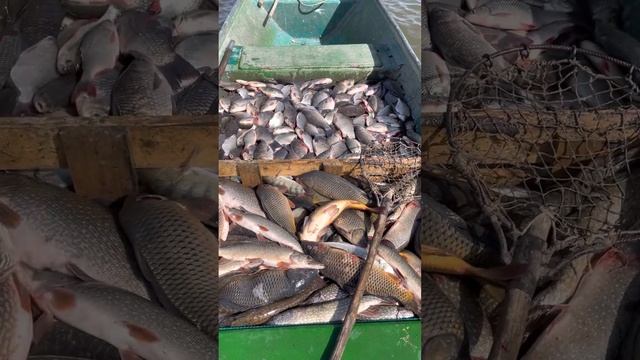 Промысловая рыбалка Астрахани #рекомендации #тренды #россия #рыбалка смотреть онлайн