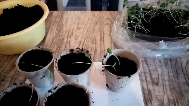 ПЕРЕСАЖИВАЕМ РАССАДУ СЕМЯН смотреть онлайн