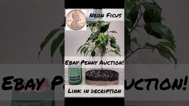 Update: Sold - Neon Ficus Bonsai Penny Auction! #bonsai #forsale #tree смотреть онлайн
