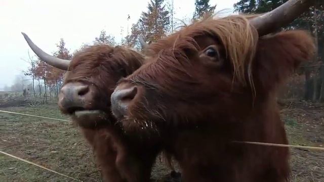 Горные коровы, прямиком из Шотландии. Highlander. смотреть онлайн