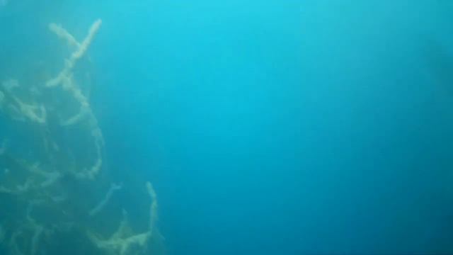 Озеро Каинды.Казахстан. смотреть онлайн