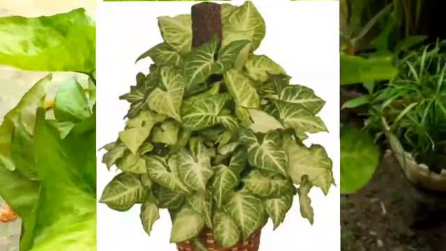 Syngonium Plant Grow & Care/ How To Grow And Care Syngonium/ Variety  Of Arrowhead Plant
