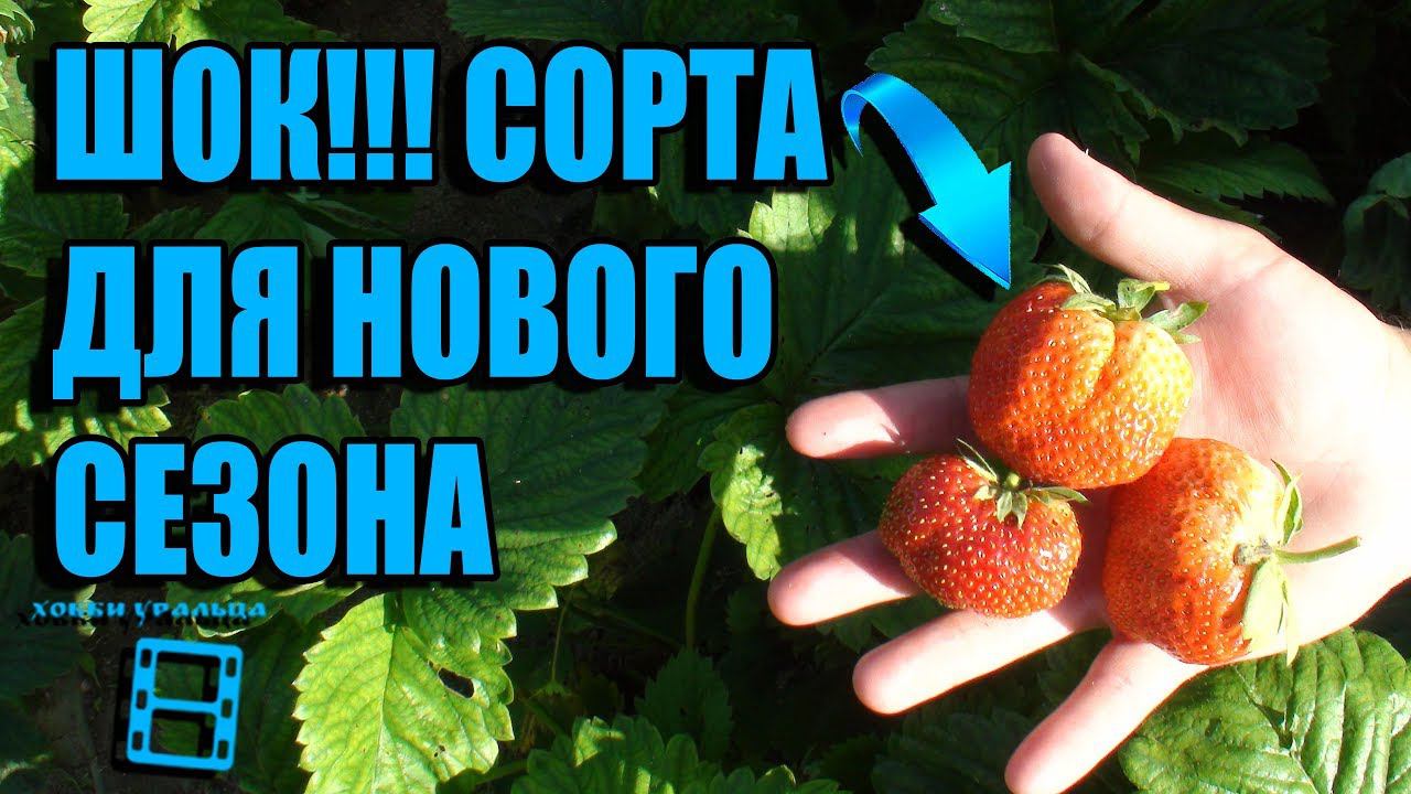 СУПЕР СОРТА КЛУБНИКИ (ЗЕМЛЯНИКИ) ДЛЯ ПОСАДКИ В НОВОМ СЕЗОНЕ. САД (ОГОРОД) И ТЕПЛИЦА смотреть онлайн