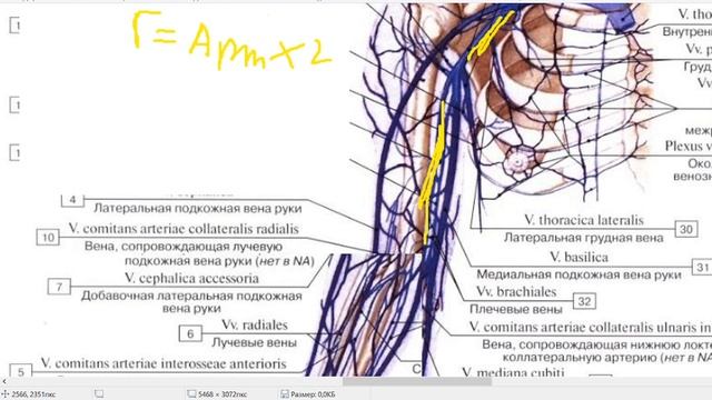 Вены. Система верхней полой вены. Как понять за 20 минут?