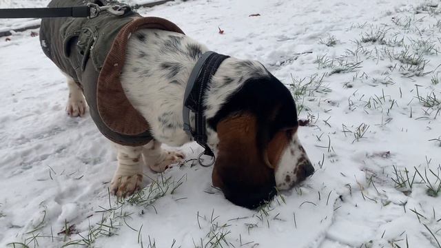 Basset hound snuffling in the snow - Sherlock the Basset смотреть онлайн