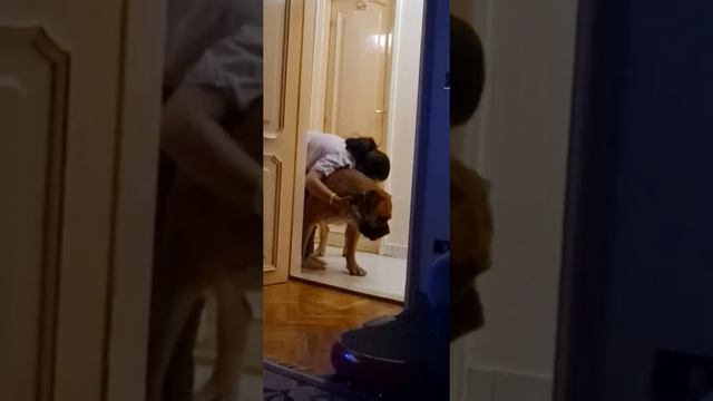 ماستيف هب مصر - Mastiff Hub Egypt - Boerboel смотреть онлайн