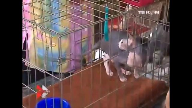 выставка кошек, 5 лет клубу kitty friend смотреть онлайн