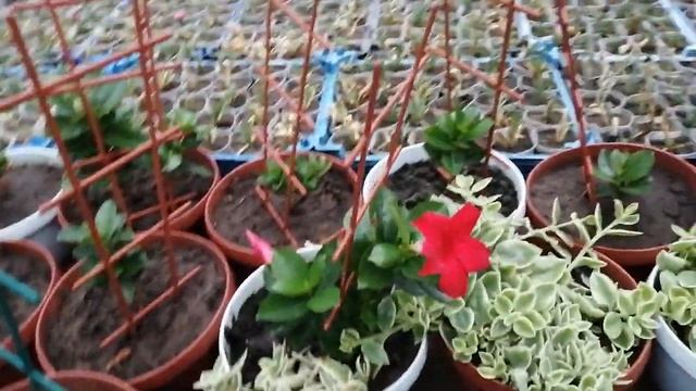 Дипладения (мандевилла). Немного об уходе. смотреть онлайн