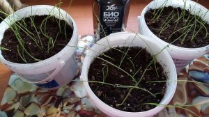 Уход за рассадой лука ЭКСИБИШЕН. Стрижка лука.