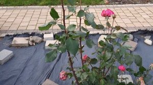 Роза PAROLE- ПАРОЛЕ 24.10.2021 и осенний урожай.