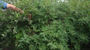 ЖИМОЛОСТЬ  ИЗ  СЕМЯН   И ЧТО  ПОЛУЧАЕТСЯ