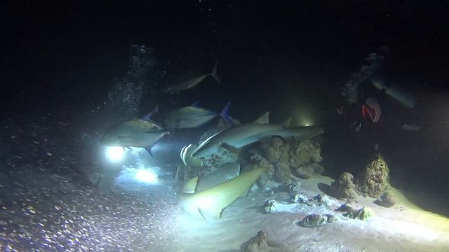 Кормление акул - Sharks! Part 2 смотреть онлайн