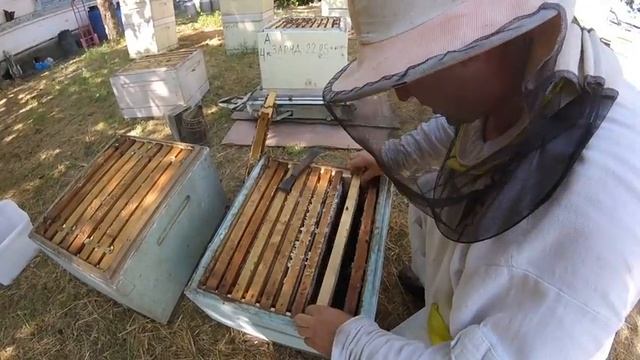 Вывод маток и формирование отводков ещё один способ 2017 смотреть онлайн